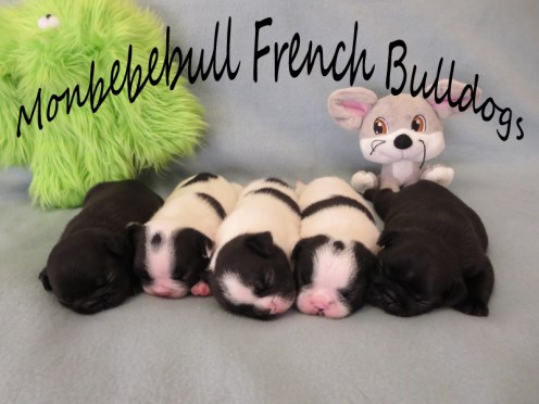 French Bull dog Puppies (1) (496 x 372).jpg